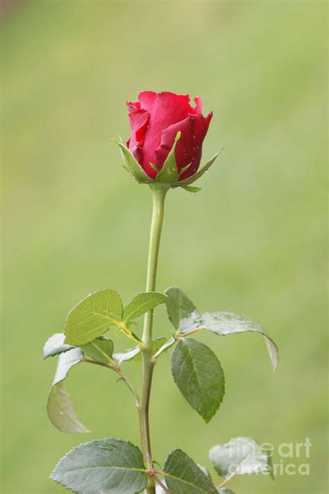 Red Rose Bud 1 Photograph by Carol Lynch