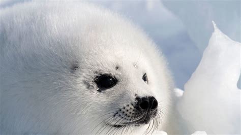 Petition · Stop the clubbing of baby Harp seals - United States ...