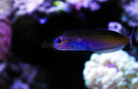 Midas Blenny - Ecsenius Midas Stock Image - Image of explore, biosistem: 153769355