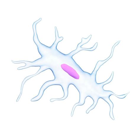 Osteocytes Diagram | Quizlet