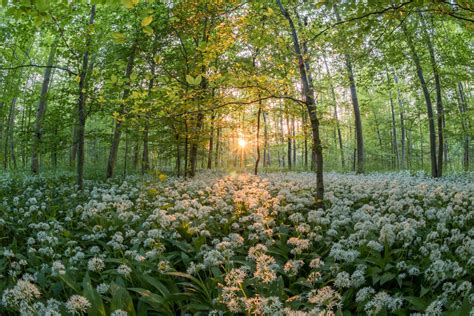 Download White Flower Forest Nature Spring 4k Ultra HD Wallpaper by ...