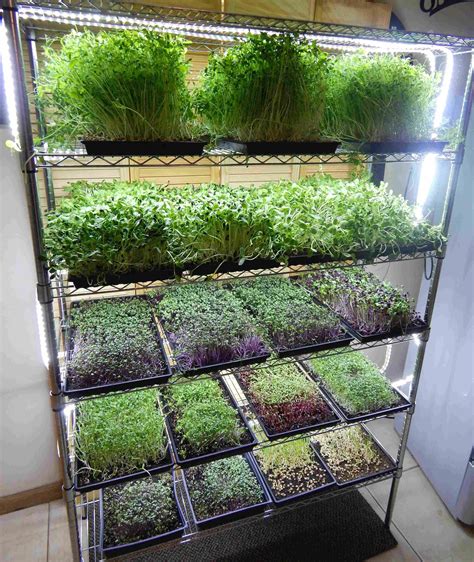 Microgreen Growing System MG48 | Indoor vegetable gardening, Vertical vegetable garden, Growing ...