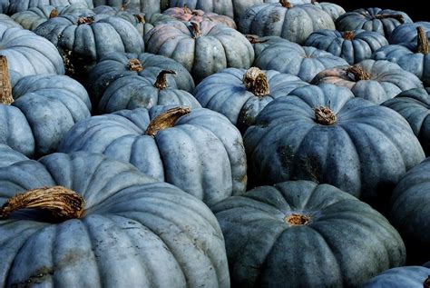 "Blue Pumpkins #3" | Blue pumpkins, Jarrahdale pumpkin, Blue vegetables