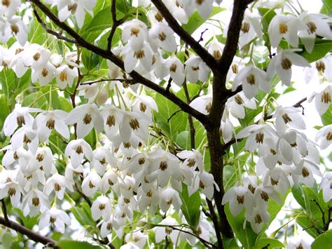 Styrax japonicus (Japanese snowbell)