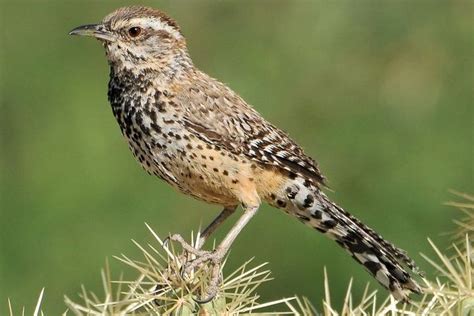 Meet The Arizona State Bird, The Cactus Wren | Cactus wren, State birds ...