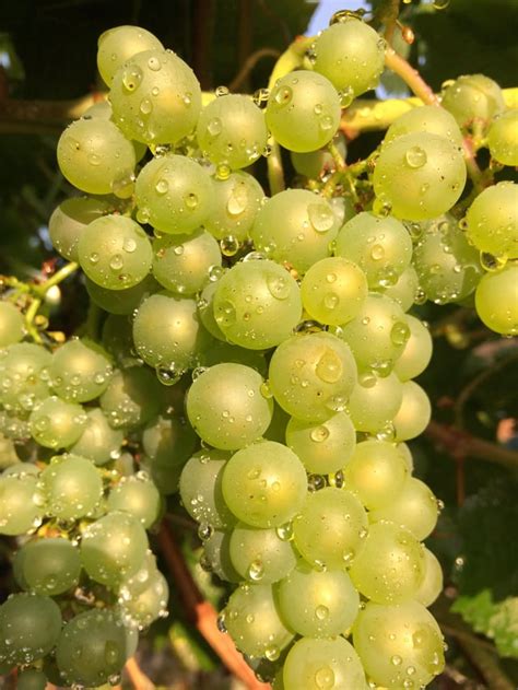 Chardonnay wine grapes, my first entry into Stokesley Show. : gardening