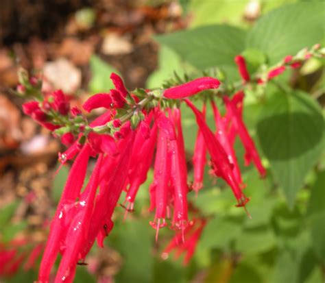 Appalachian Living: My Favorite Fall Herb: Pineapple Sage