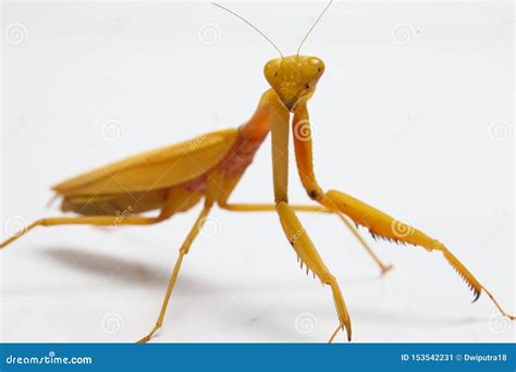 Yellow Praying Mantis on White Background Stock Image - Image of animal ...