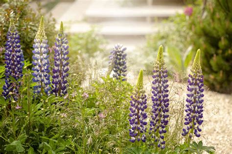 Lupine: Plant Care & Growing Guide