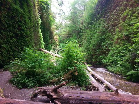 Fern Canyon Trail – wanderingyuncks