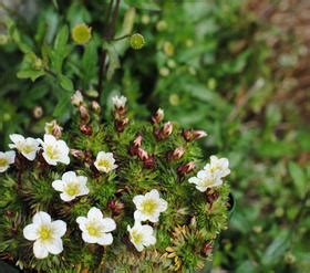 Saxifrage - blooming and advice on caring for it