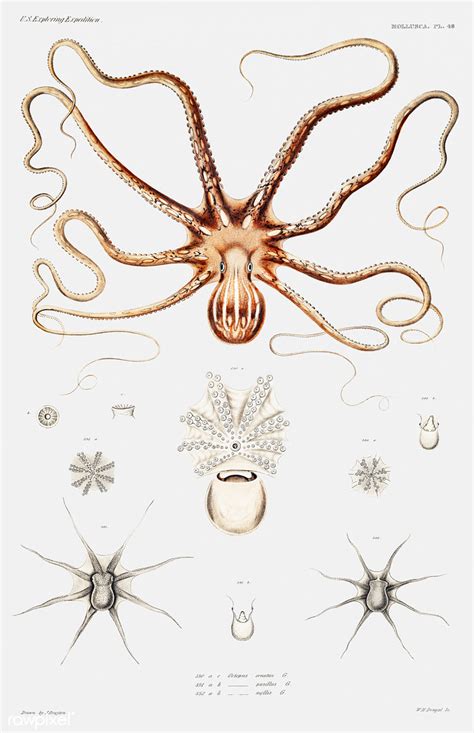 Ornate octopus anatomy vintage poster | Free download under … | Flickr