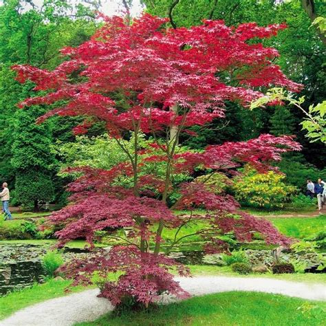 Acer Trees For Small Gardens | Fasci Garden