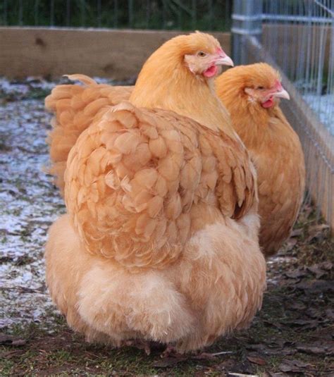 BlueRidgePetCenter: Buff Orpingtons Chicken Breed Information & Pictures