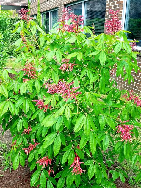 Learn to Grow: Red Buckeye | N.C. Cooperative Extension