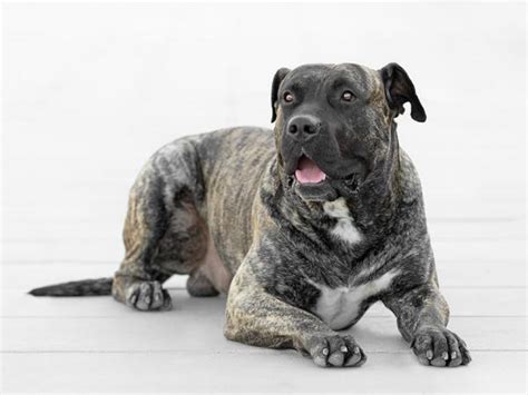 Dog Canary Mastiff (Presa Canario): traits and pictures