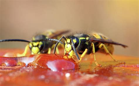 Two Wasp Eating Honey Photograph by Mikhail Kokhanchikov - Fine Art America