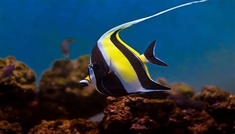 Moorish Idol Fish Care- Moorish Idol Marine Fish Facts