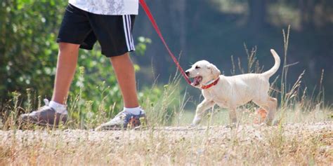 Leash Training A Puppy In 5 Easy Steps | Ruby & Thunder