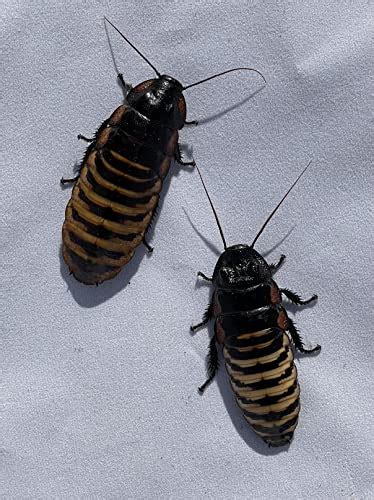 Honeybees100 Tiger Hissing Cockroach Adult Breeding Pair of (Gropmphadorhina grandidieri) — 🛍️ ...