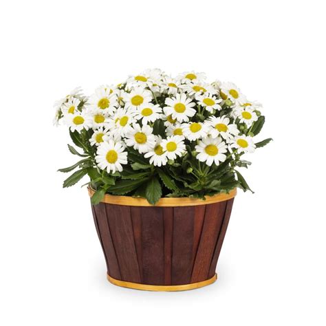 Montauk Daisy Plants, Bulbs & Seeds at Lowes.com