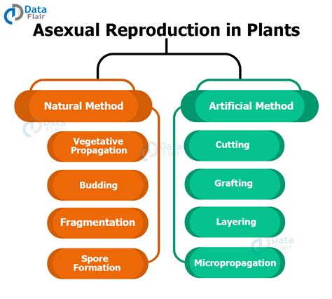 Reproduction in Plants - Sexual Reproduction and Asexual Reproduction ...