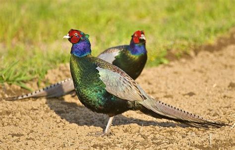 Green Pheasant: The National bird of Japan | Pheasant, Planets and Bird