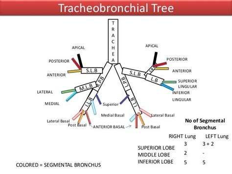 Anatomy of Tracheobronchial Tree and Bronchopulmonary Segments with s…