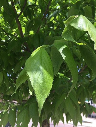 Celtis occidentalis | Tree species Calculator List