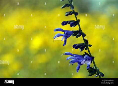 Tall Blue Salvia Guaranitica 'Super Trouper' Flowers grown at RHS ...