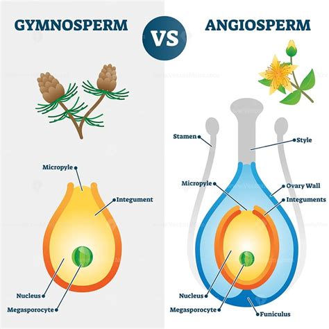 Gymnosperm vs angiosperm vector illustration – VectorMine