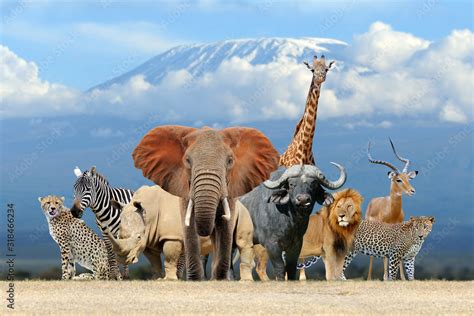 Group of African safari animals together Stock Photo | Adobe Stock