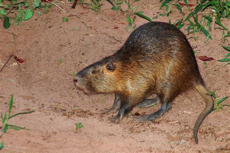 Nutria Rat | TOLL FREE 1-855-787-9453 or (918) 367-9060 Oklahoma Wildlife Control® Limited ...