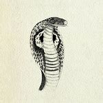 Cobra head | Flickr - Photo Sharing!