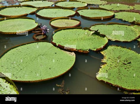 Amazon giant water lilies (Victoria amazonica) near the Amazon River in ...