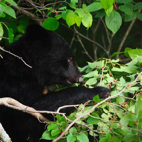 Bear Conservation - Picchio Wildlife Research Center