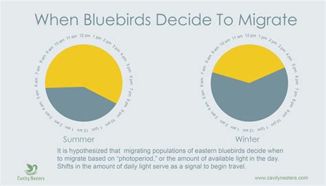 Eastern Bluebird Migration Plus 4 Ways To Help