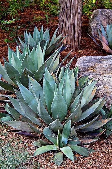 Arizona Desert Plants Mixed Media by Gayle Berry | Fine Art America