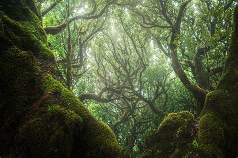 The Beauty of Madeira's Primeval Fanal Forest