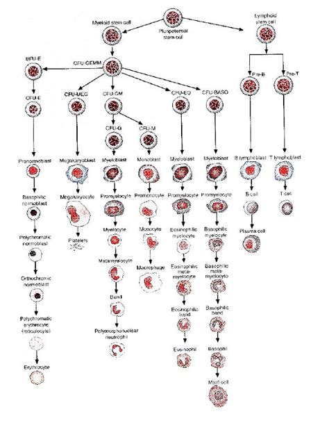 Blood cell maturation chart | Medical laboratory, Medical laboratory technician, Medical ...