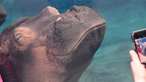 GALLERY: Happy Birthday Fiona! Hippo celebrates birthday on 1/24 | WKRC