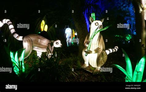 Los Angeles, California, USA 12th January 2023 Lemurs at Zoo Lights Aglow at the LA Zoo on ...