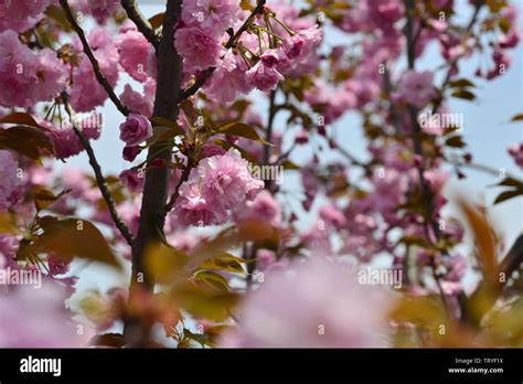 Japanese cherry blossoms Kyushu cherry blossoms Stock Photo - Alamy