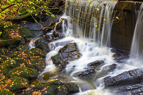 Autumn Forest With Stream Free Stock Photo - Public Domain Pictures