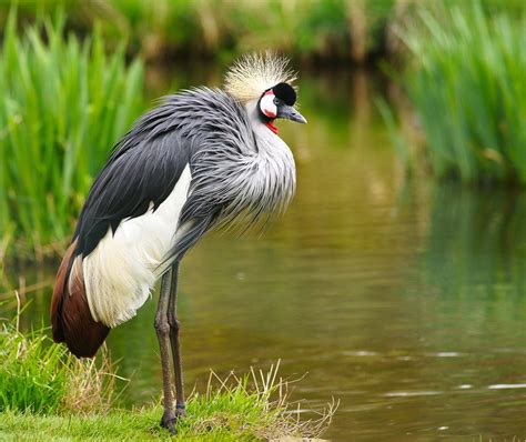 "Crested Crain" by Bob Roly, via 500px. | Crest, Animals, Bird feathers