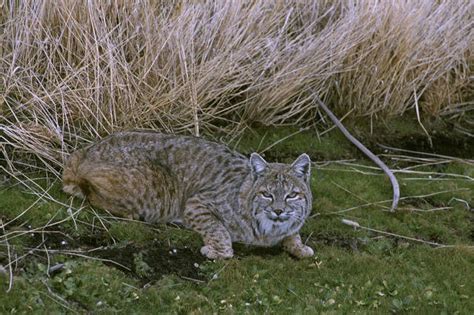 In Pennsylvania, shorter bobcat seasons open to more hunters, trappers ...