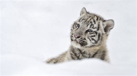 White Tiger Cubs In Snow