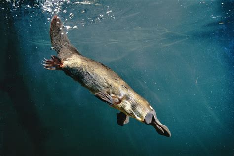 Platypus and echidnas | Parks & Wildlife Service Tasmania