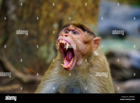 Face of an angry monkey in close up shot, wild life from Western Ghats Stock Photo - Alamy