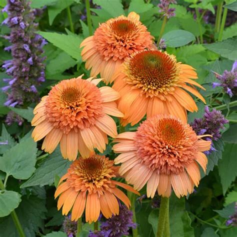 'Supreme Cantaloupe' Coneflower - Grown By Overdevest